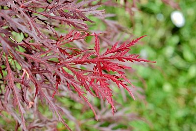 Acer palmatum 'Dissectum Atropurpureum' - javor dlanitolistý - letní listy